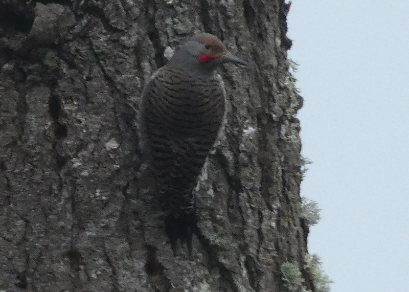 Northern Flicker - ML413566591