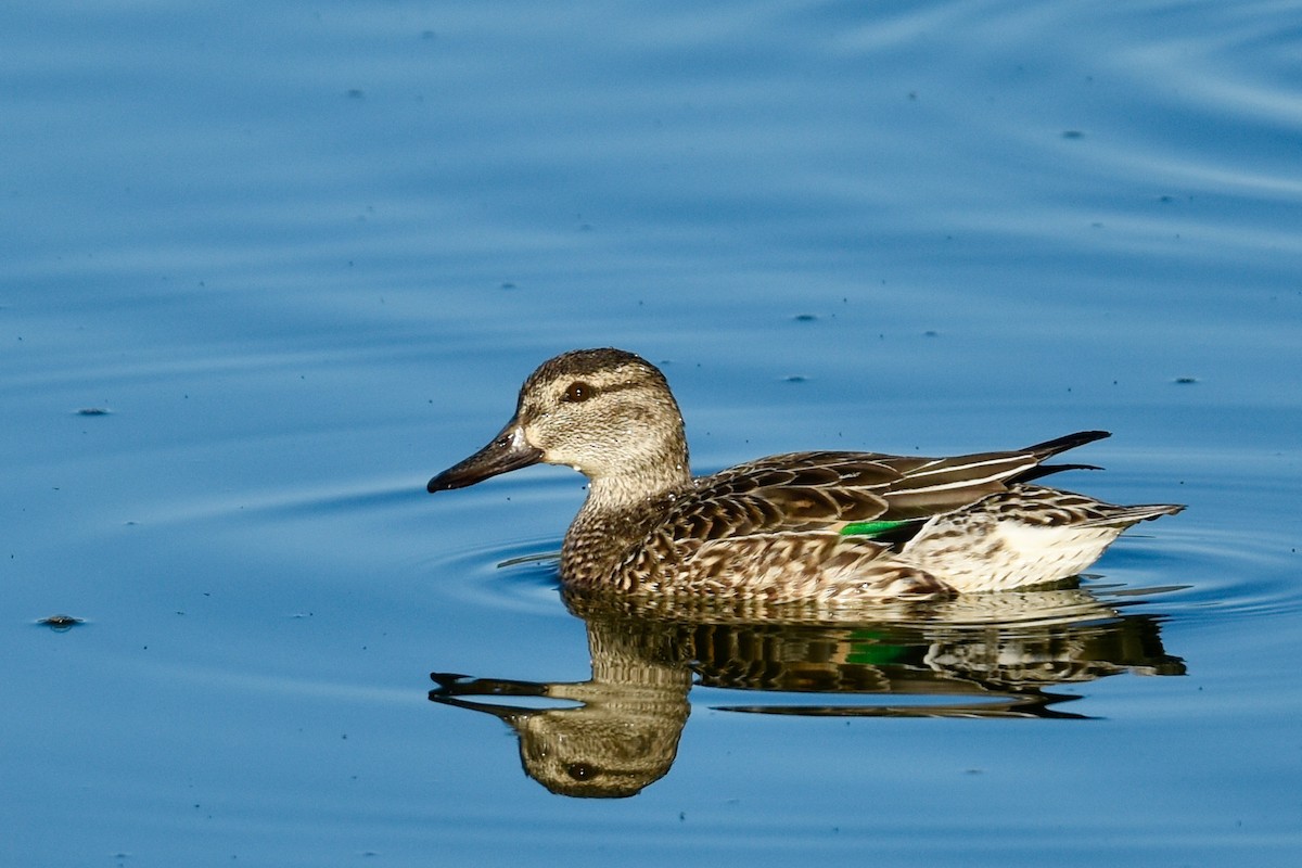 Green-winged Teal - ML413566741
