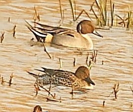 Northern Pintail - Maciej  Kotlarski