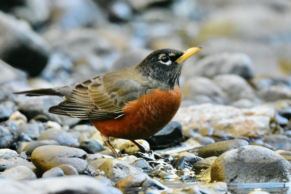 American Robin - ML413567921