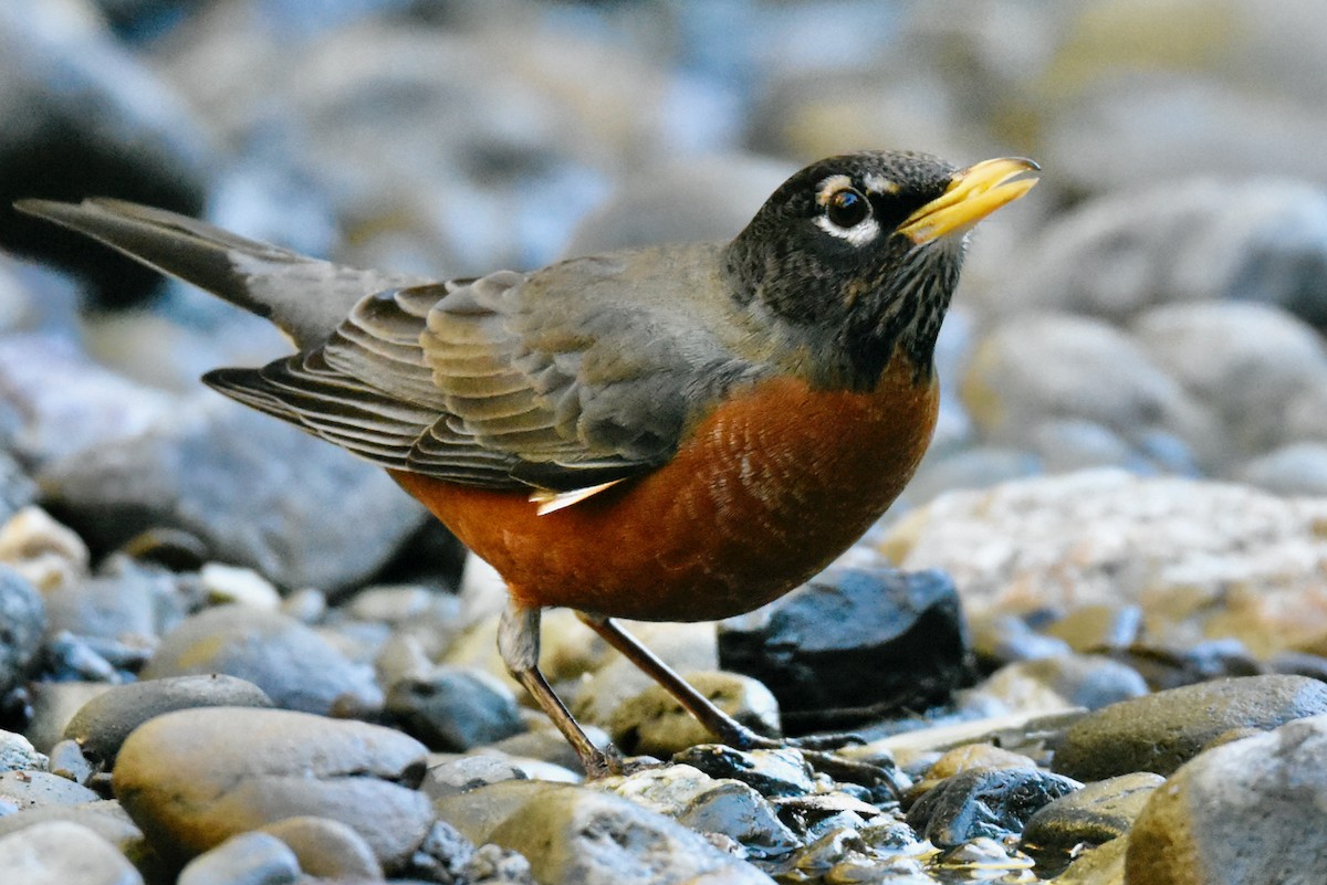 American Robin - George Gibbs