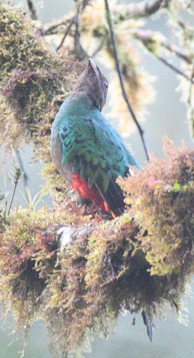 Crested Quetzal - ML413568801