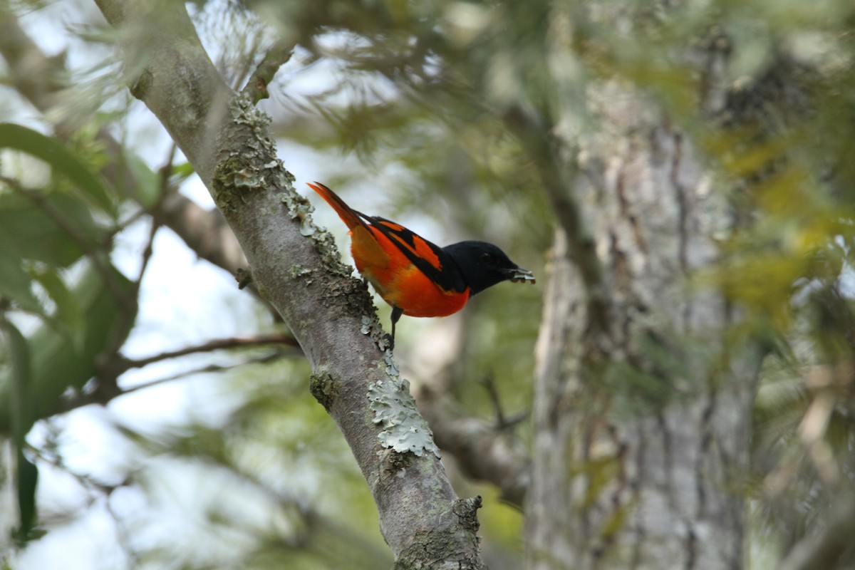 Turuncu Minivet - ML413568911