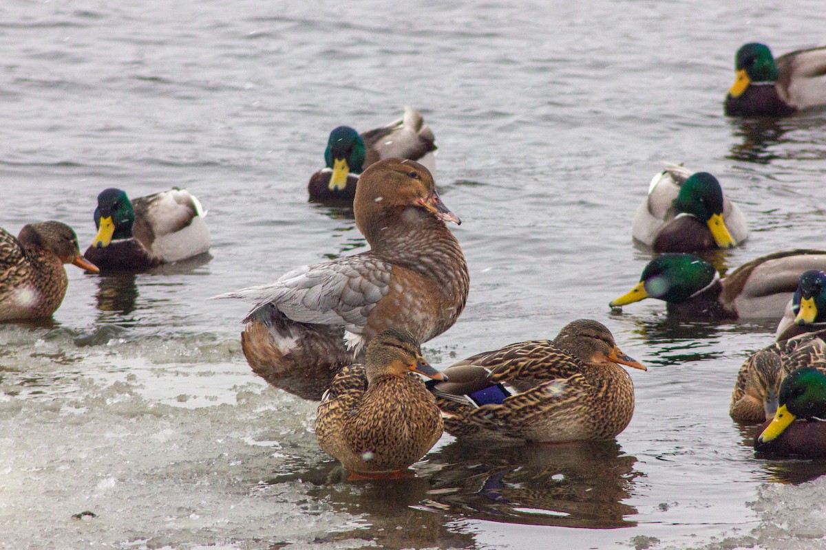 Muscovy Duck x Mallard (hybrid) - ML413568941