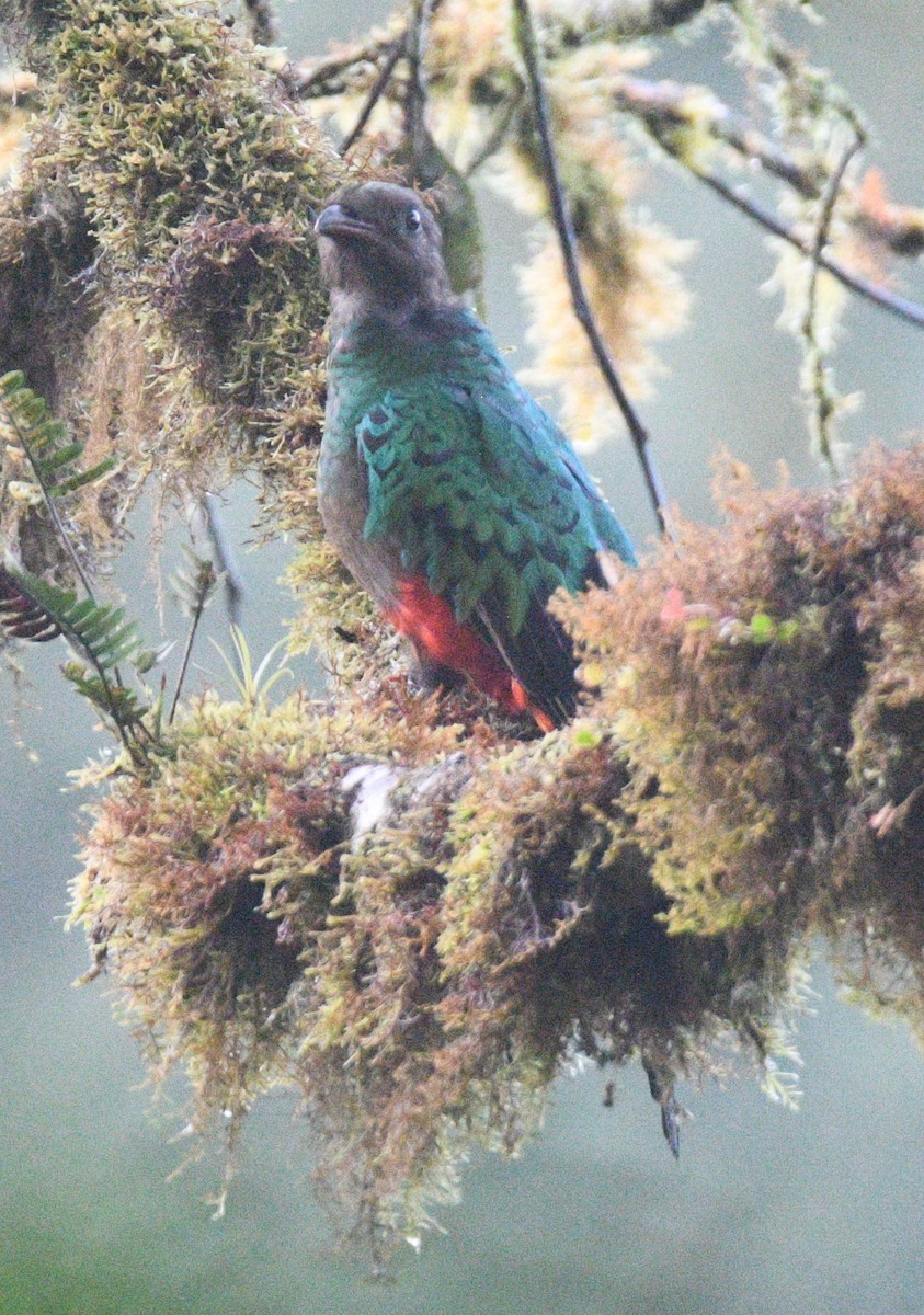 Crested Quetzal - ML413569341