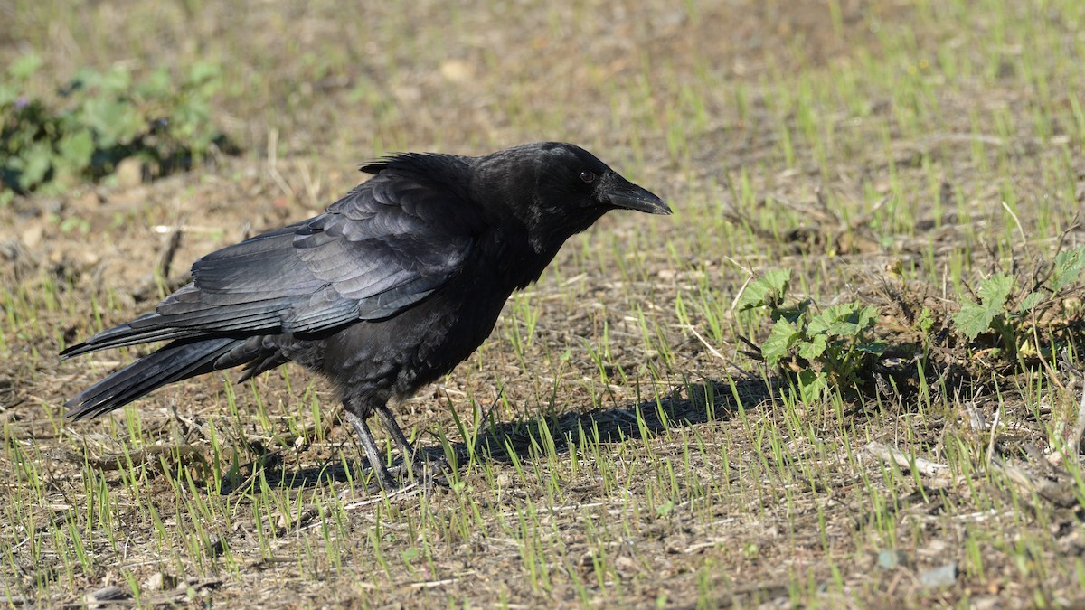 American Crow - ML413569381