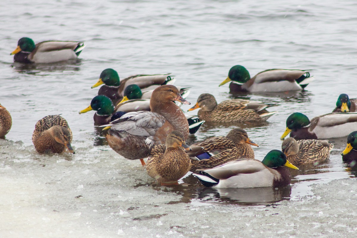 Muscovy Duck x Mallard (hybrid) - ML413569901