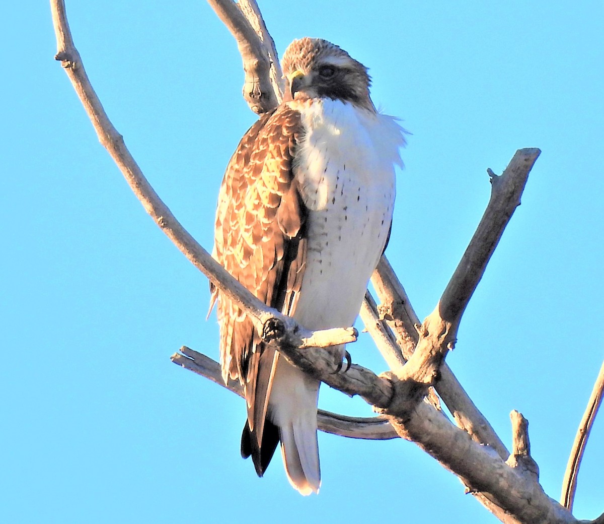 Red-tailed Hawk - ML413571841