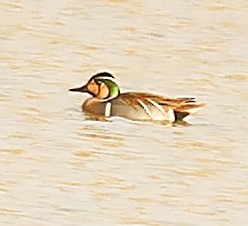 Baikal Teal - ML413572931