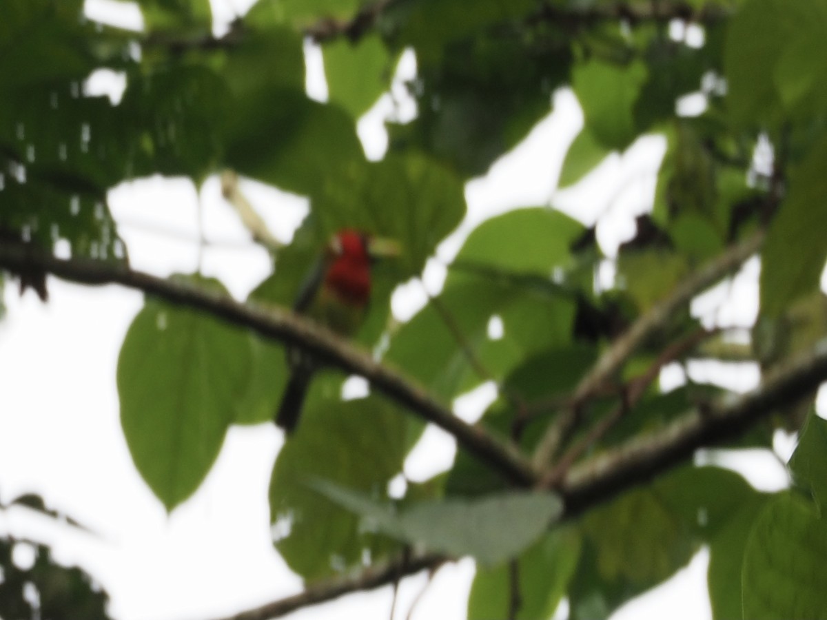 Red-headed Barbet - ML413573021