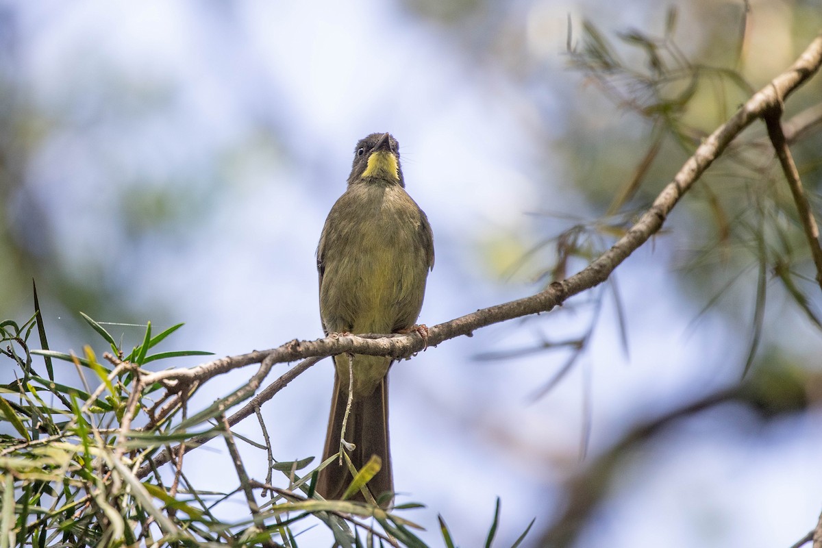 Yellow-whiskered Greenbul - ML413576891