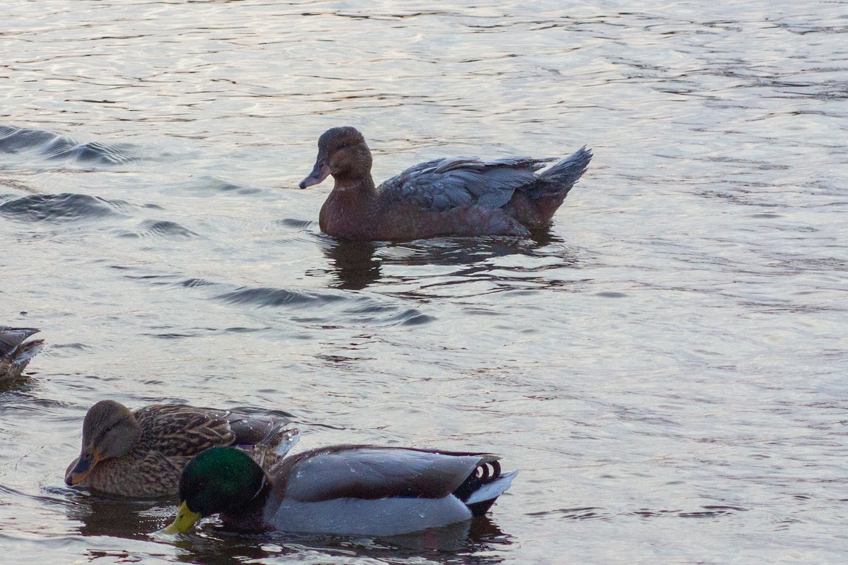 Muscovy Duck x Mallard (hybrid) - ML413578441