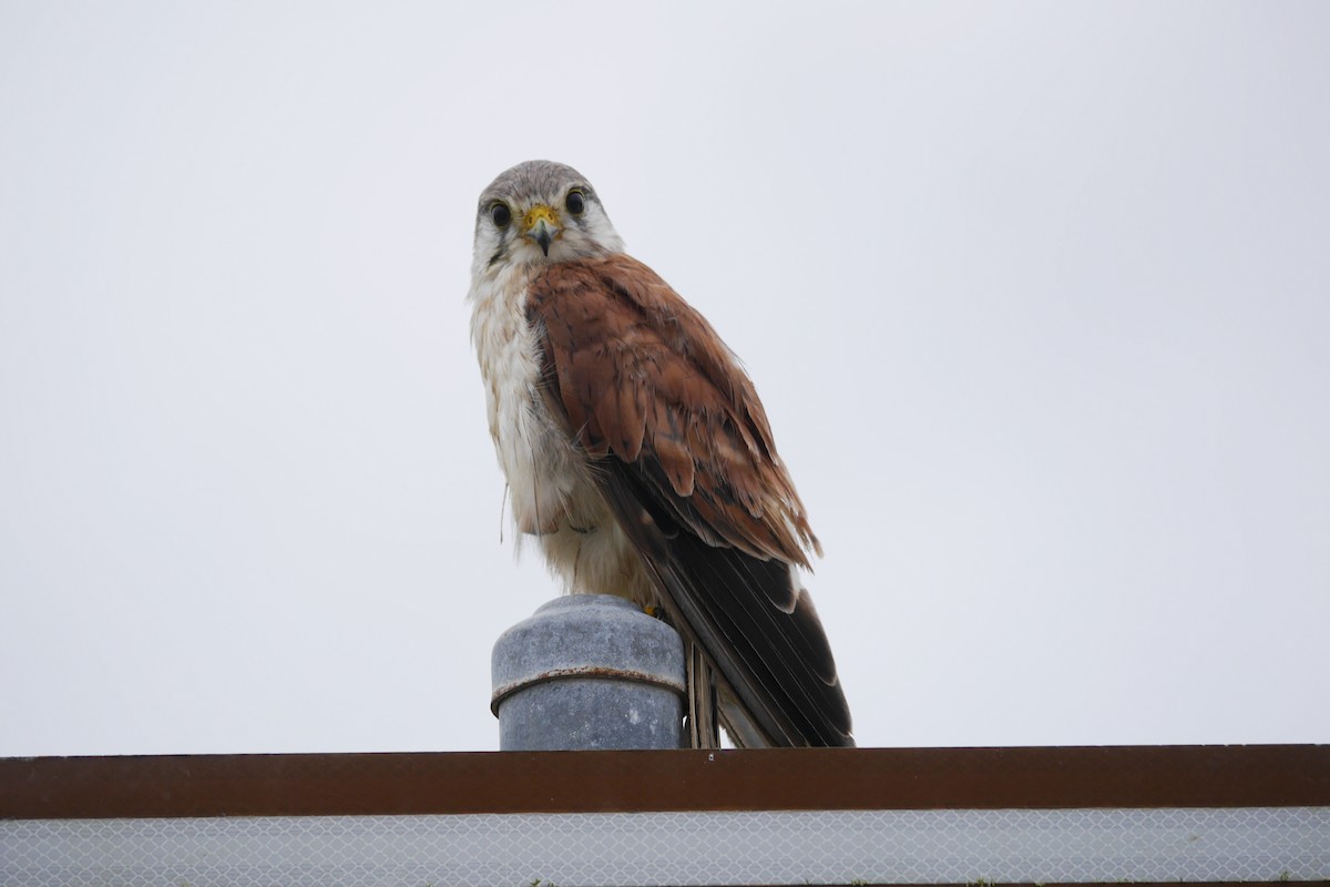 Nankeen Kestrel - ML41357851