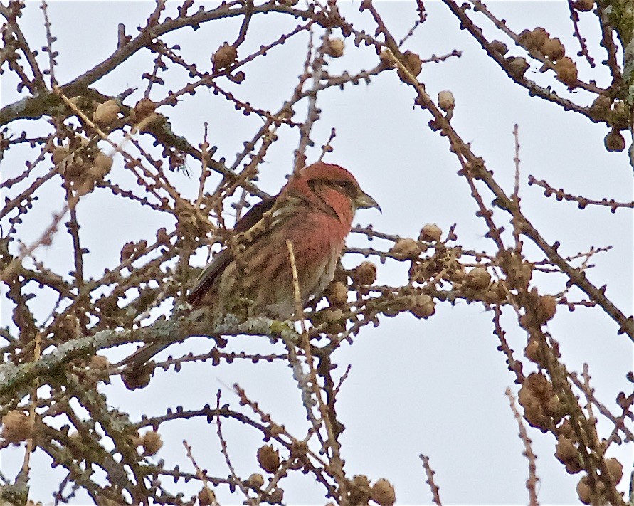 White-winged Crossbill - ML413579591