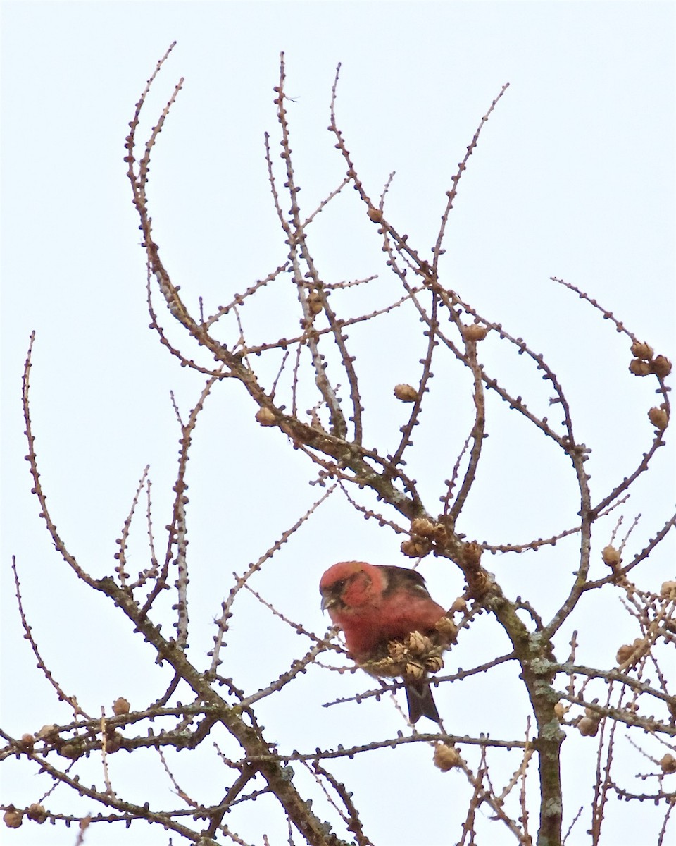 White-winged Crossbill - ML413580001