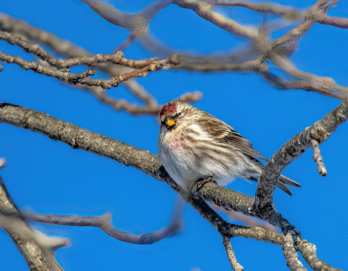 Common Redpoll - Jeff Timmons