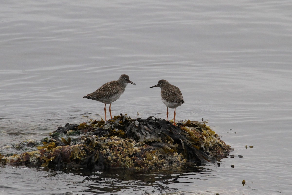 Common Redshank - ML413580771