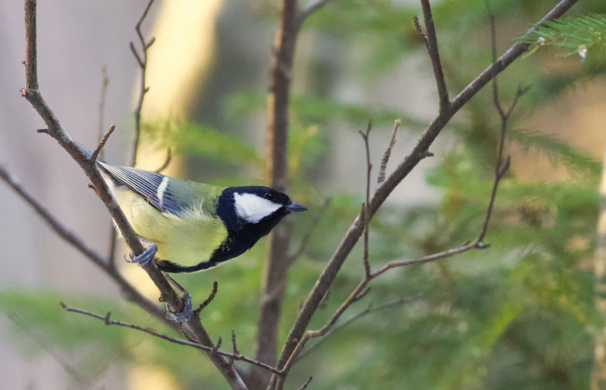 Great Tit (Great) - ML413581361