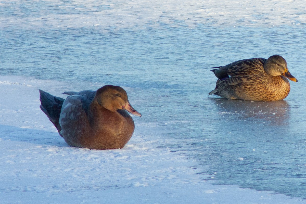 Muscovy Duck x Mallard (hybrid) - ML413582371