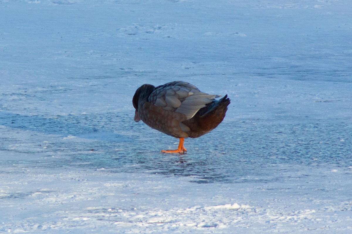 Muscovy Duck x Mallard (hybrid) - ML413582381