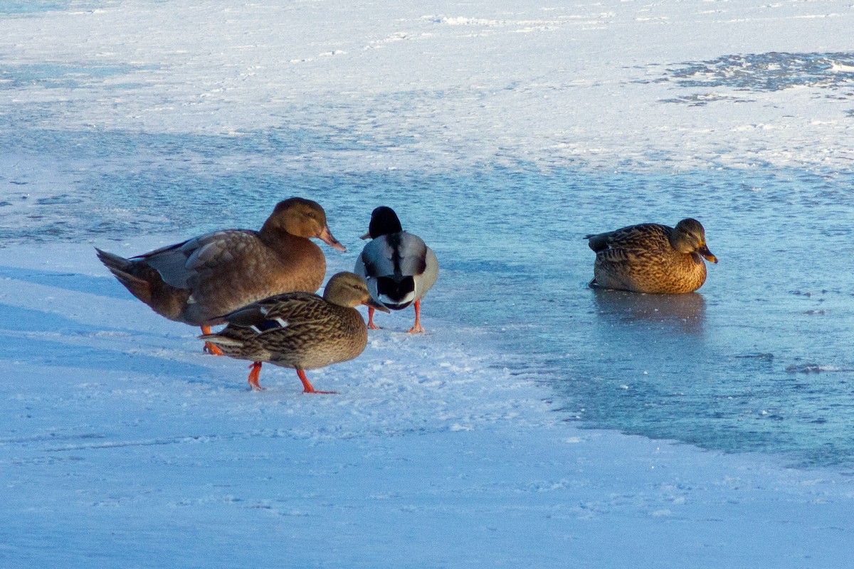 Muscovy Duck x Mallard (hybrid) - ML413582391