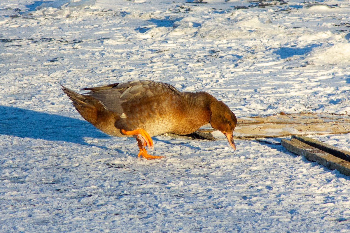 Muscovy Duck x Mallard (hybrid) - ML413582421