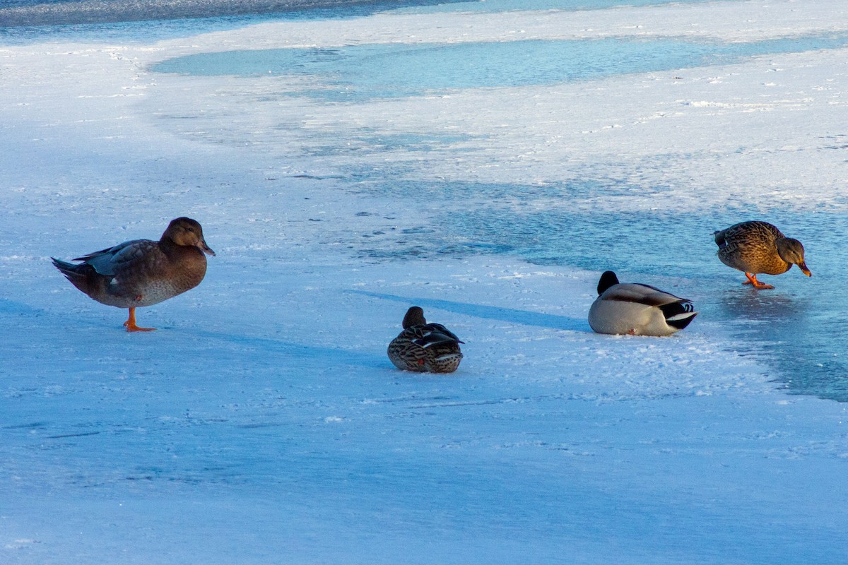 Muscovy Duck x Mallard (hybrid) - ML413582441