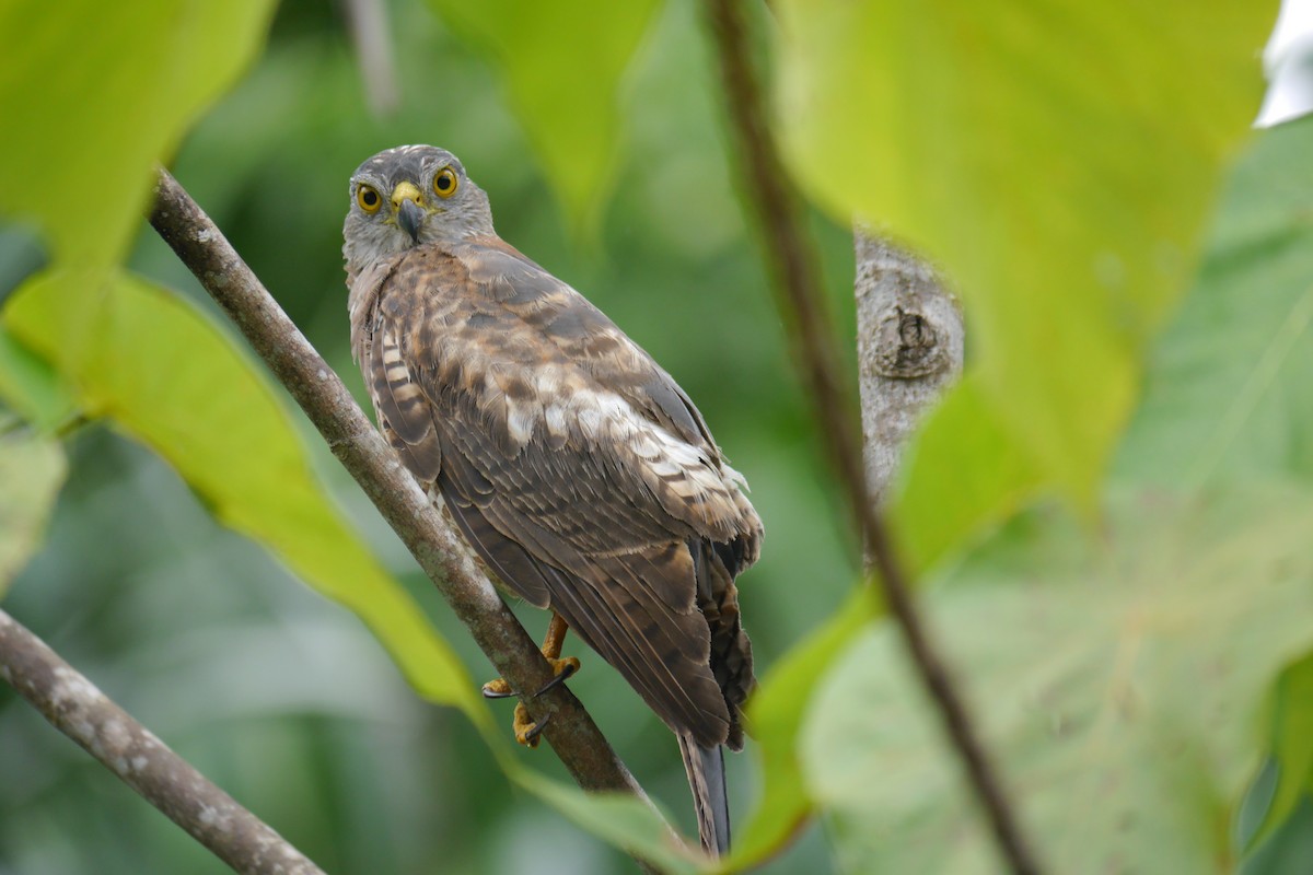 Brown Goshawk - ML41358331