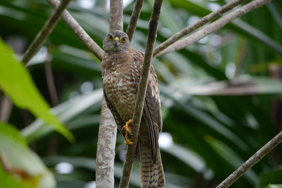 Brown Goshawk - ML41358341