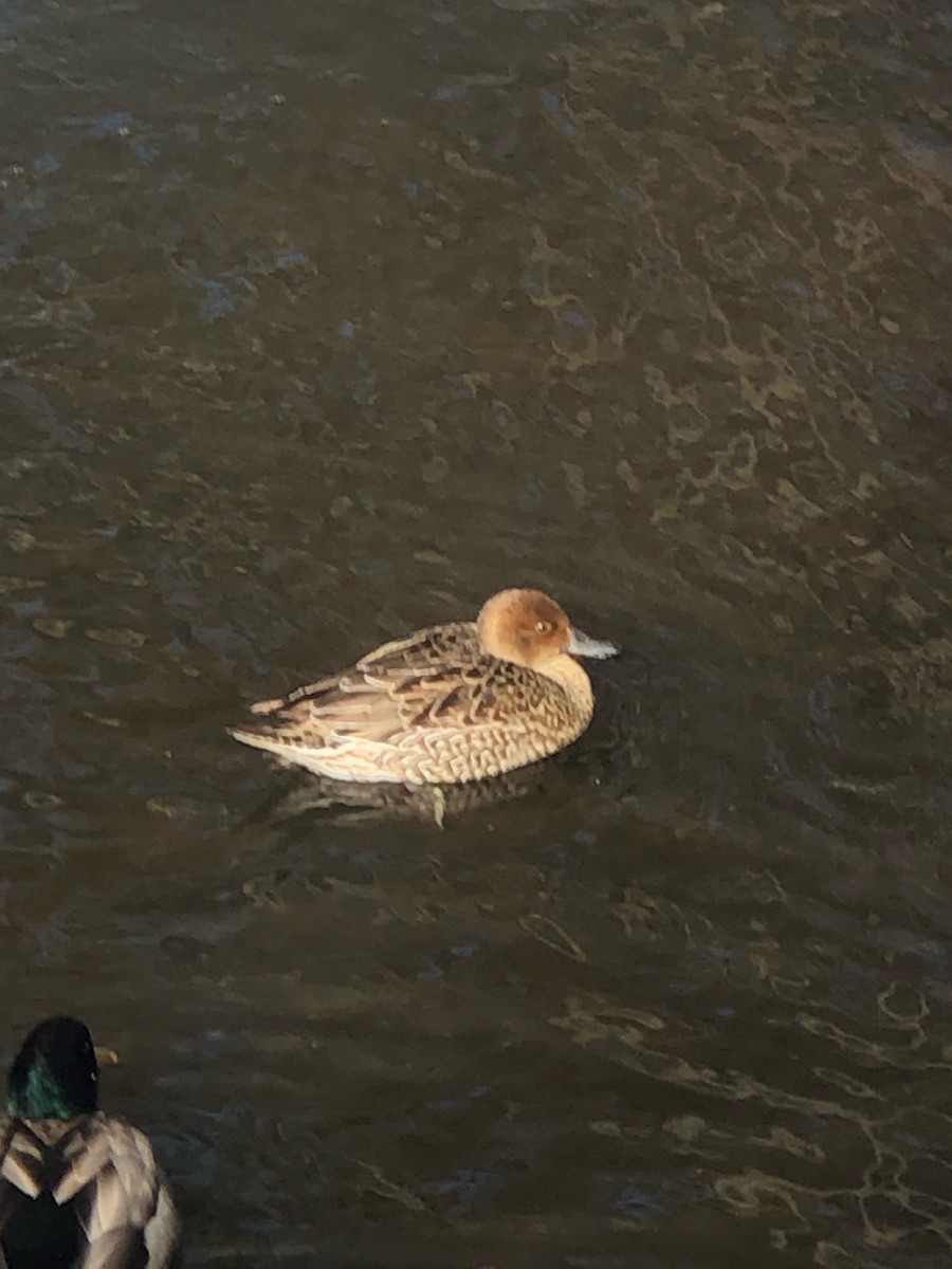 Northern Pintail - ML413585651