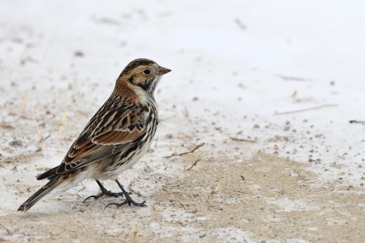 Lapland Longspur - Monica Siebert