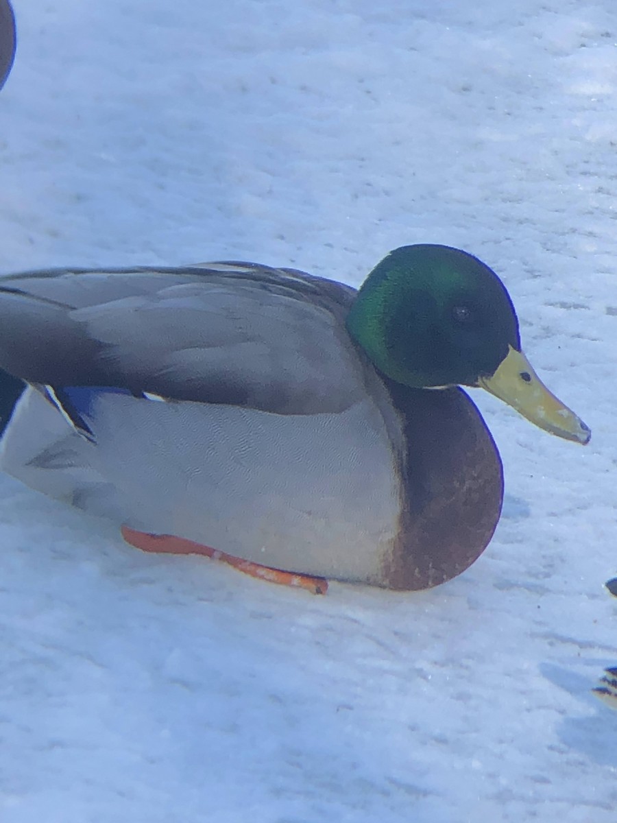 Mallard - ML413587761