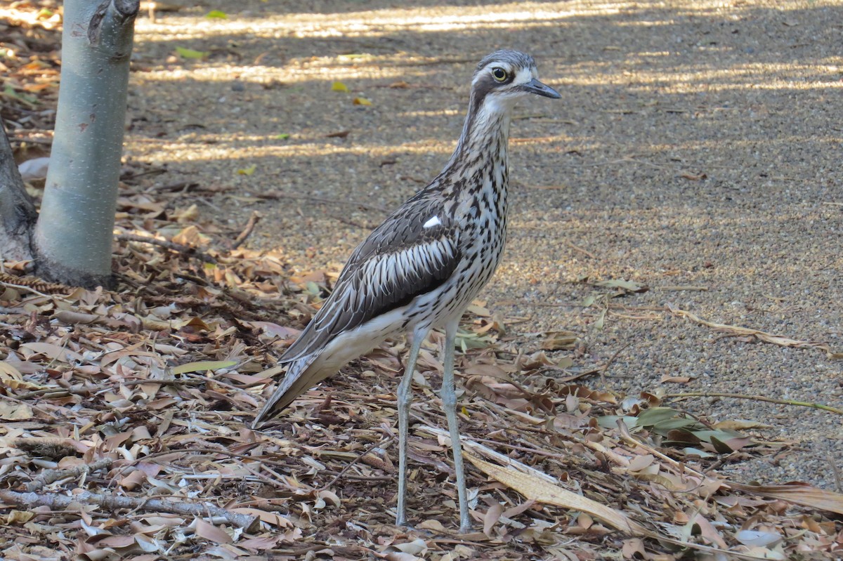 Bush Thick-knee - Myron Gerhard