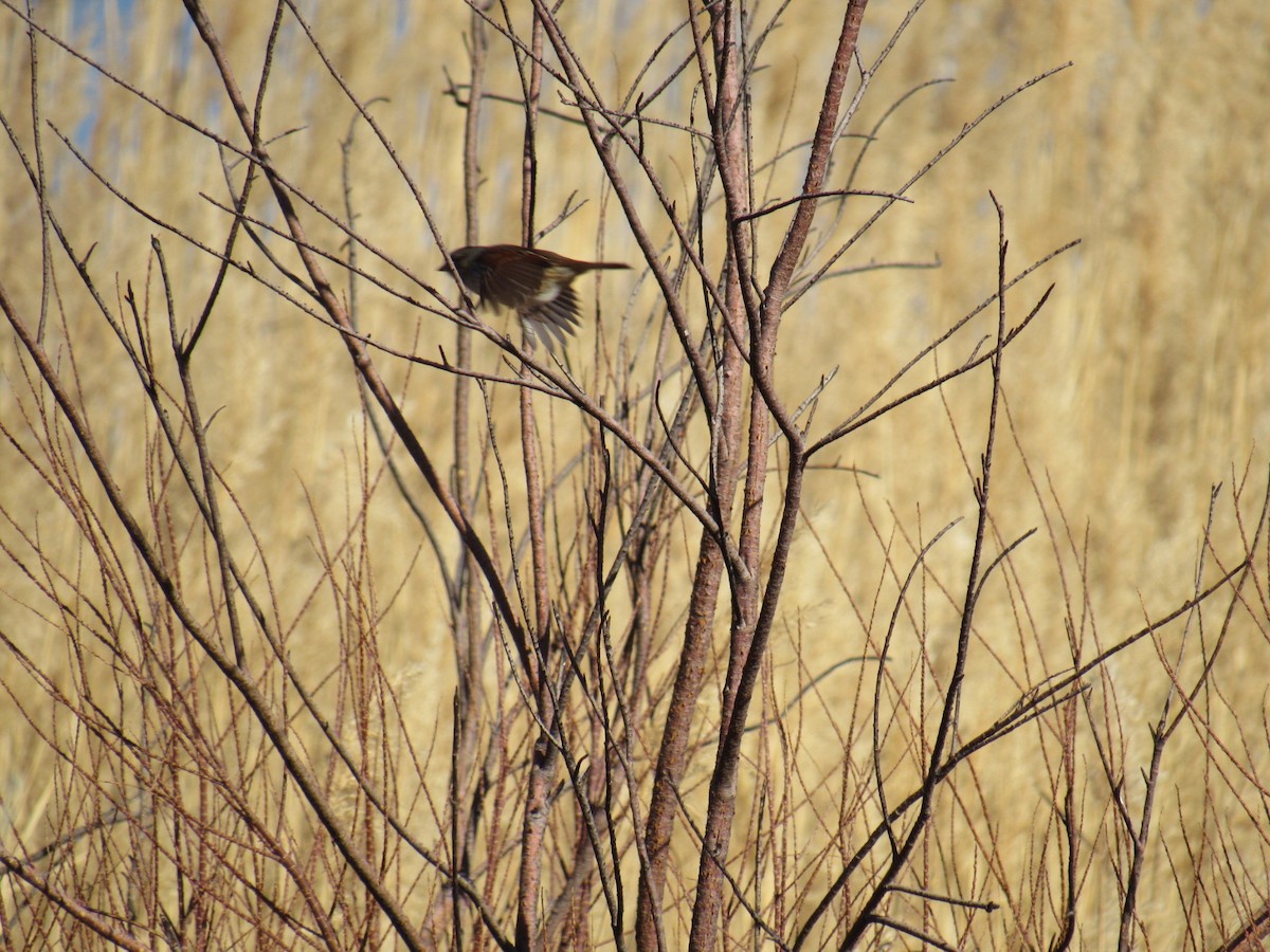 Swamp Sparrow - ML413592811