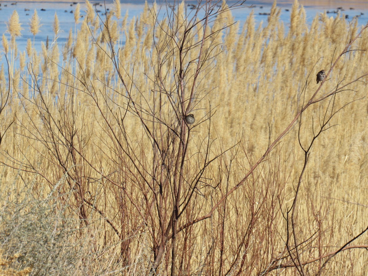 Swamp Sparrow - ML413592911