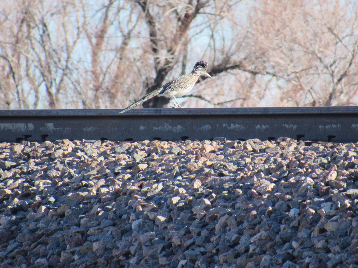 Greater Roadrunner - ML413593791