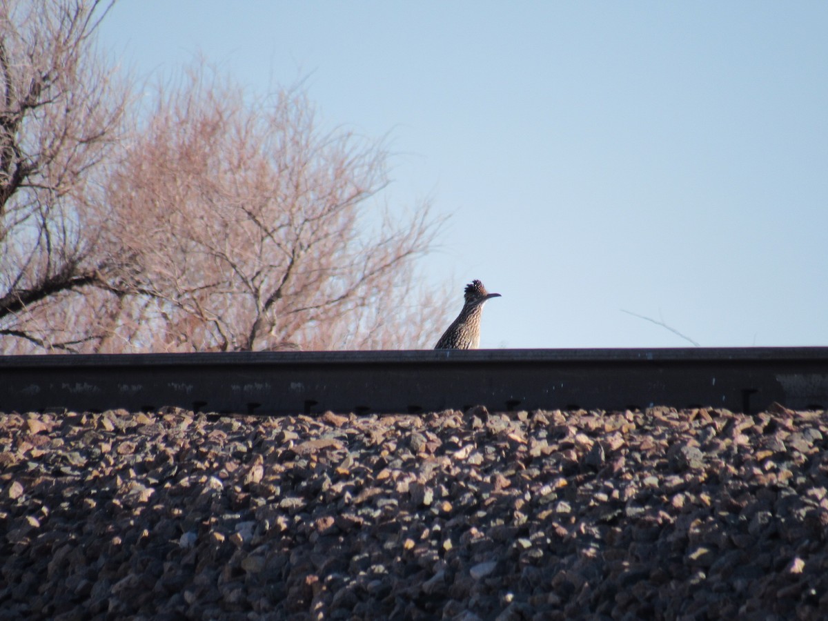 Greater Roadrunner - ML413593811