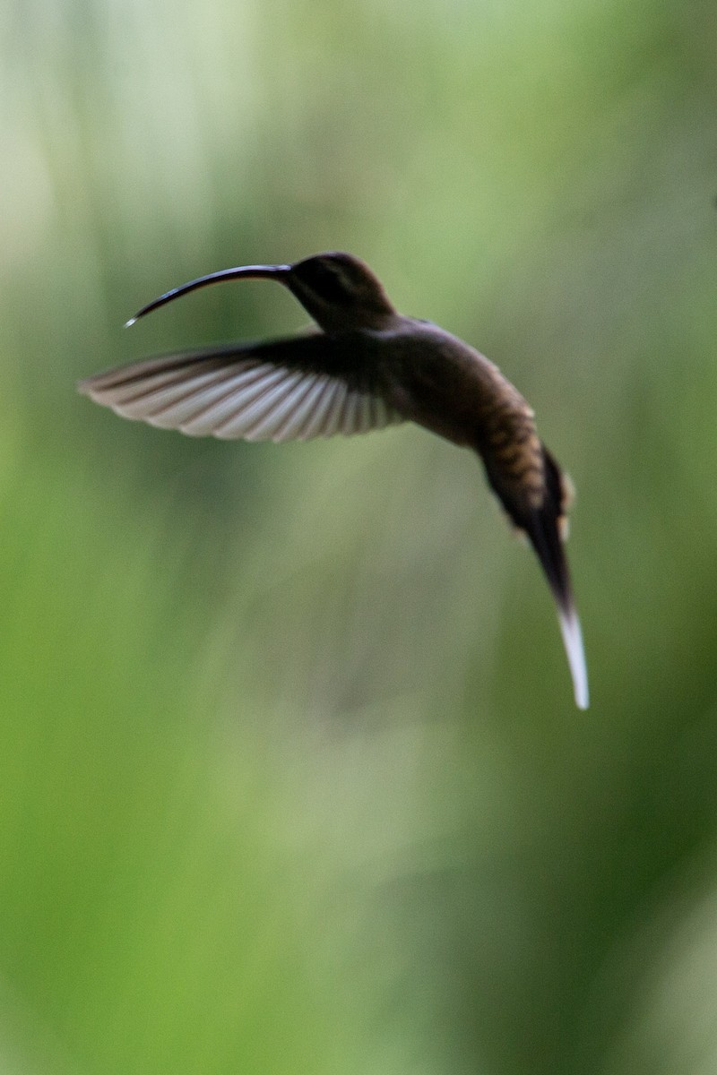 kolibřík tmavolící - ML413594641