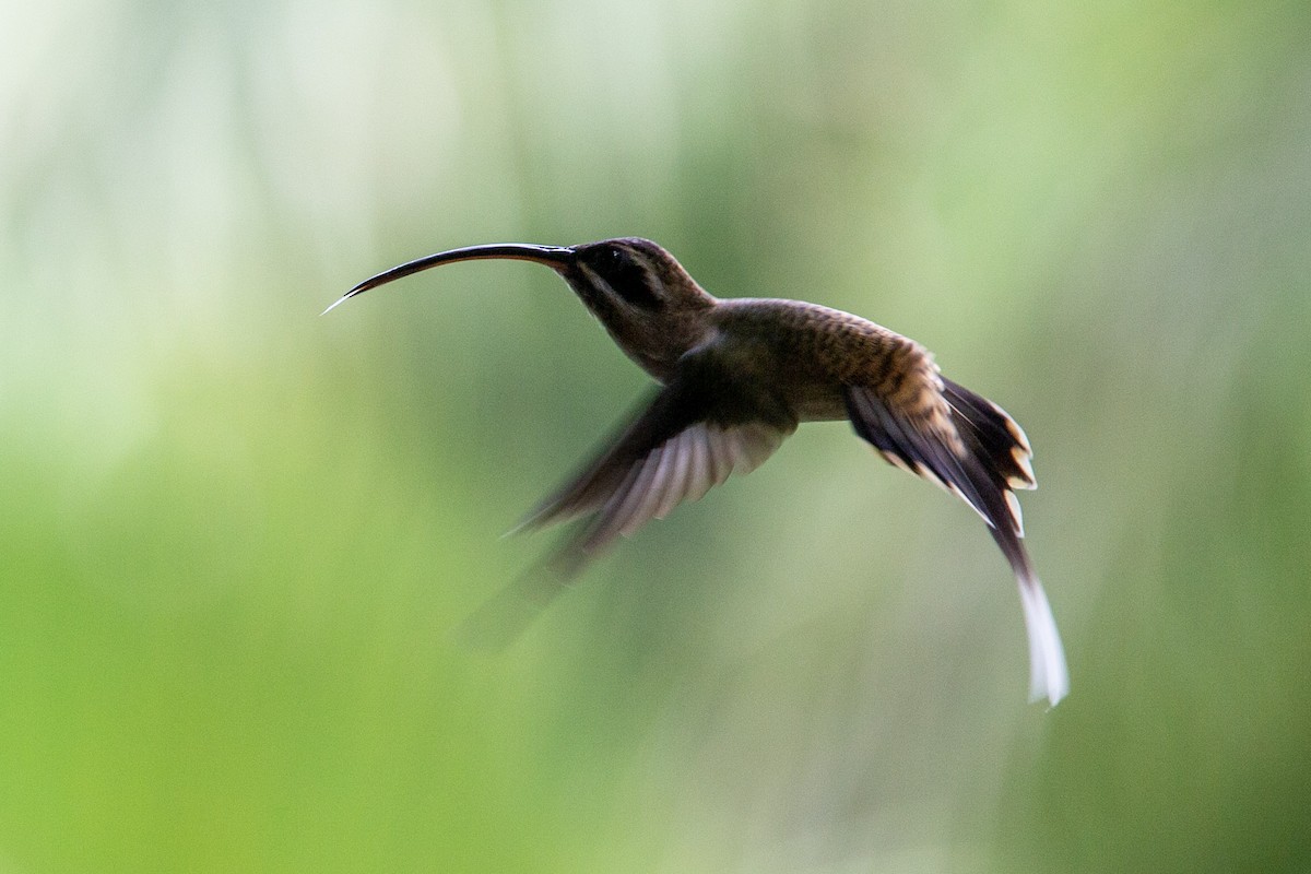 kolibřík tmavolící - ML413594651