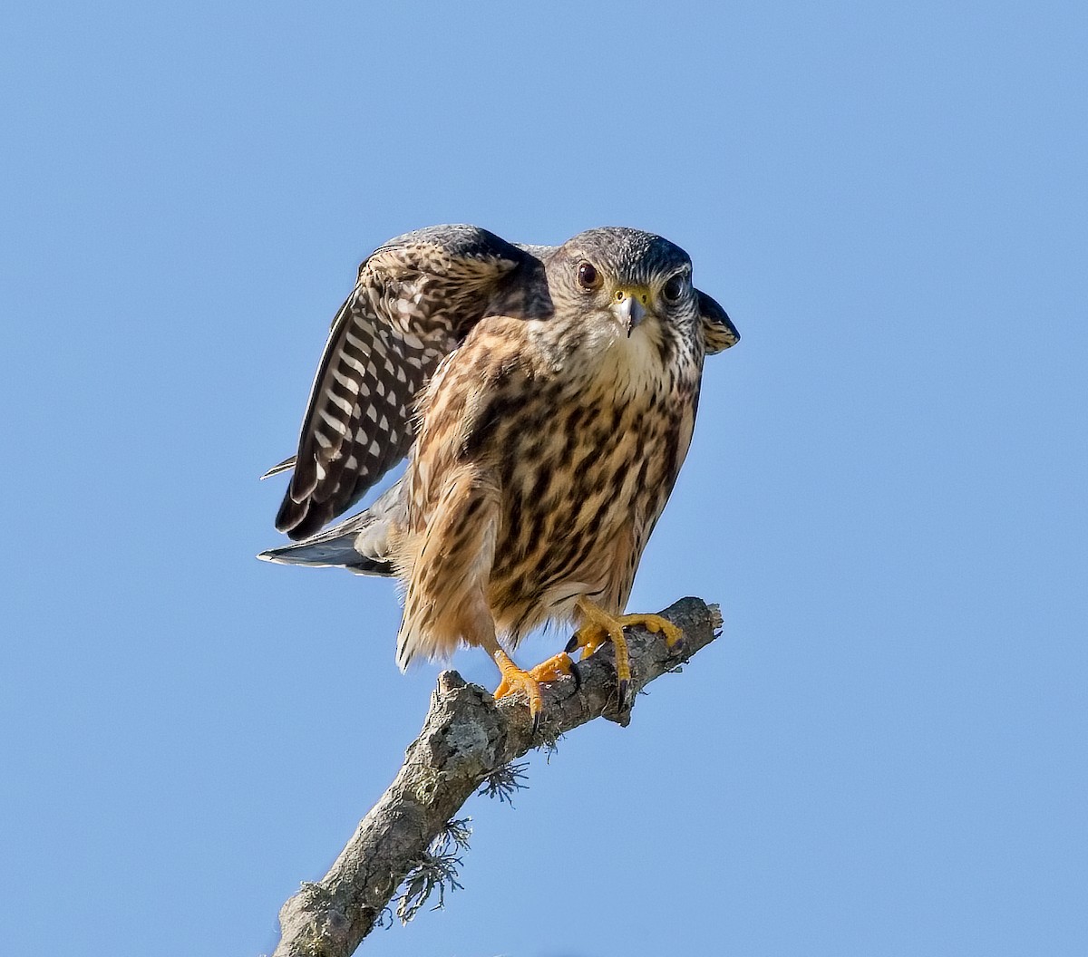 Merlin - ML413594691