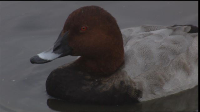 Common Pochard - ML413595