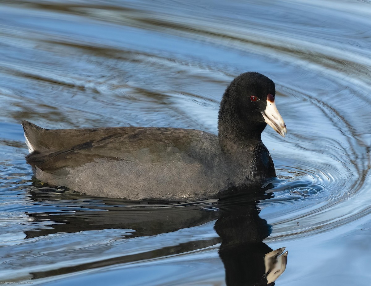 American Coot - Denise Kinsey