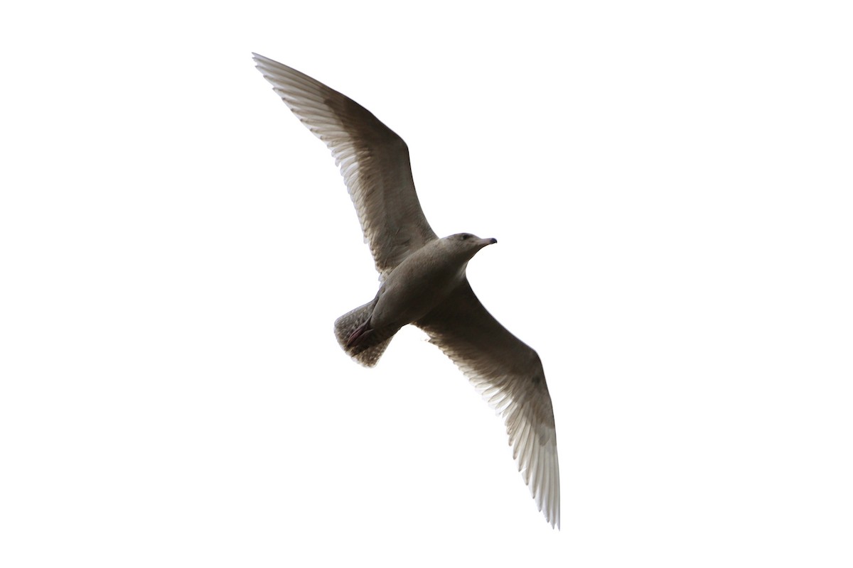 Glaucous Gull - Andrew Wappat