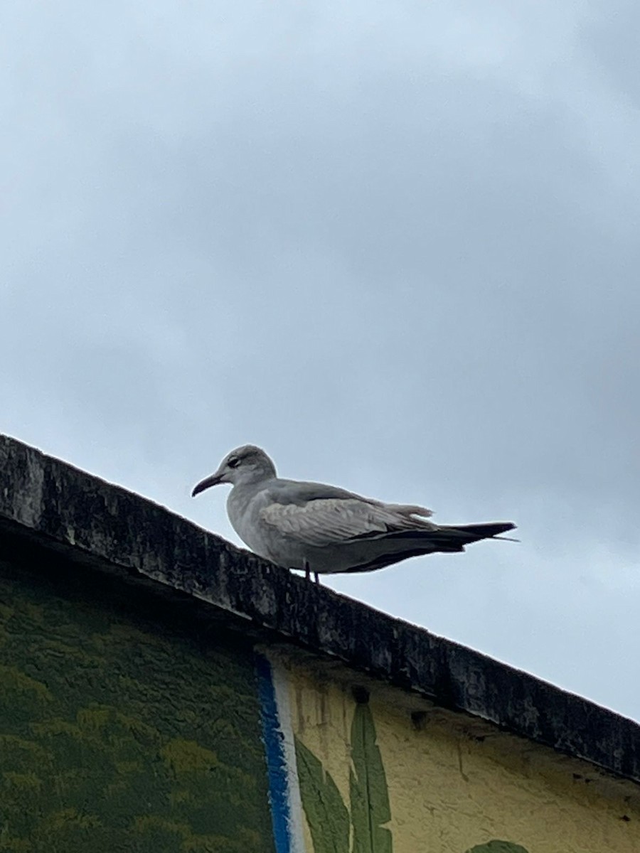 Laughing Gull - ML413595731