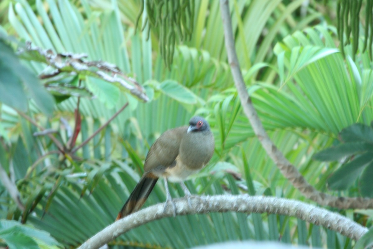 West Mexican Chachalaca - ML413598791