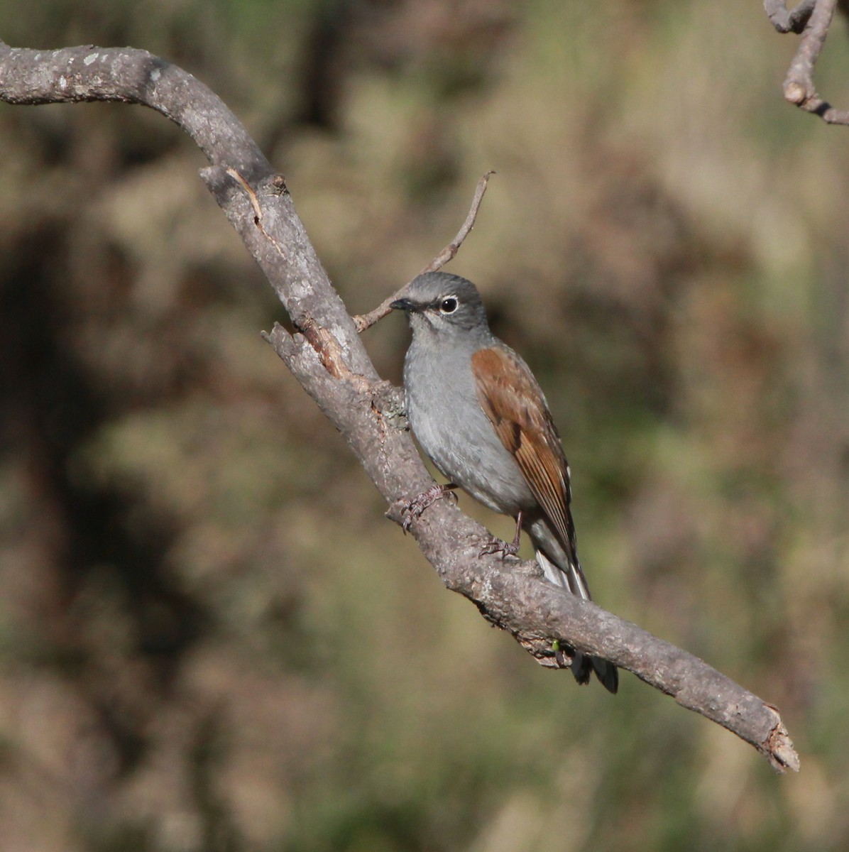 Brown-backed Solitaire - ML413600851