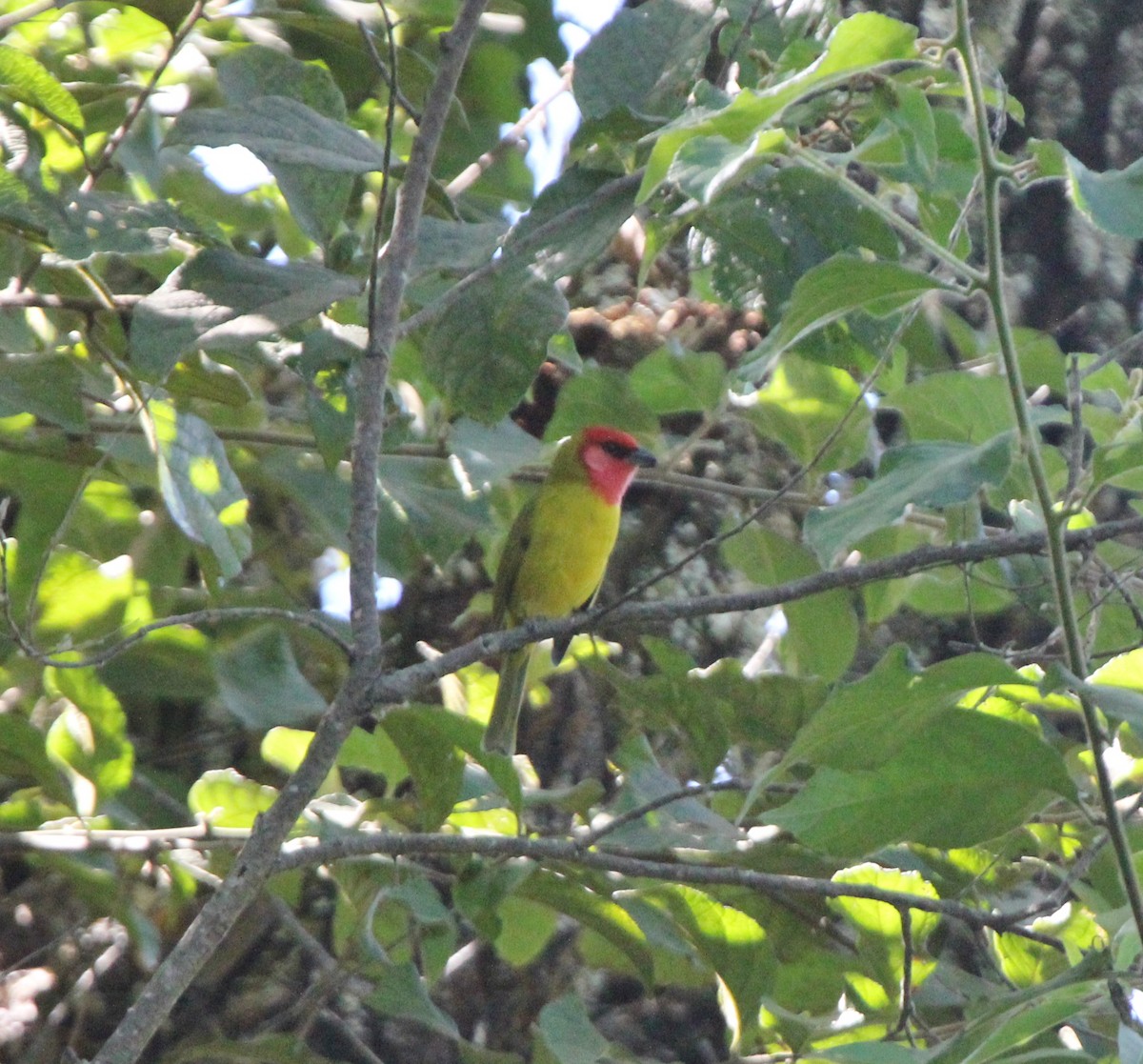 Red-headed Tanager - ML413601641