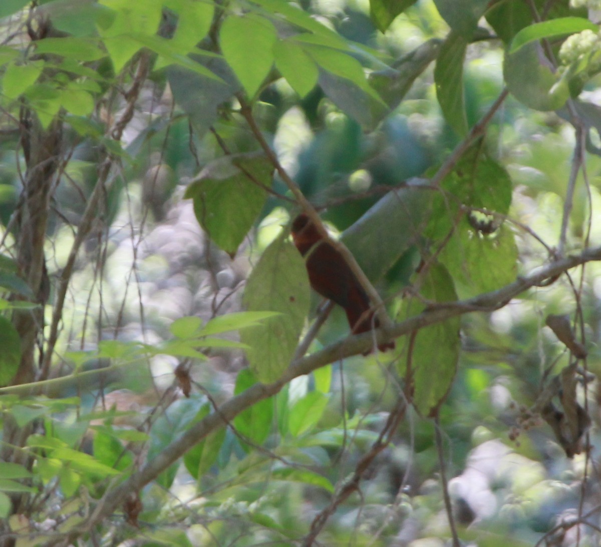 Red-crowned Ant-Tanager - ML413601801