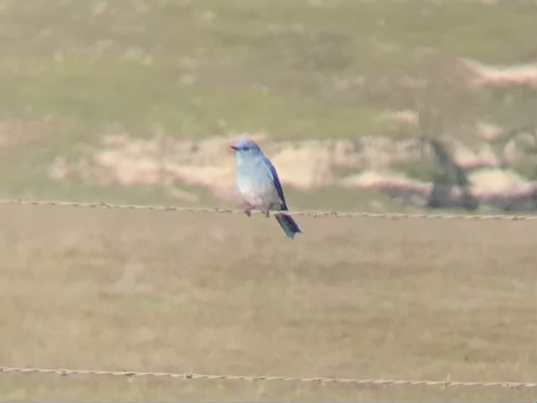 Mountain Bluebird - Jacob Snarr