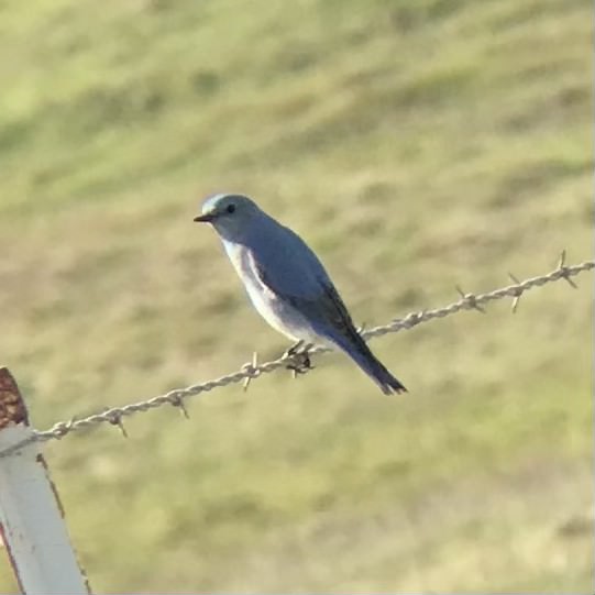 Mountain Bluebird - ML413602561